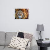 Lion Canvas